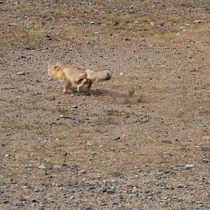 corsac fox hunting brants vole part 2