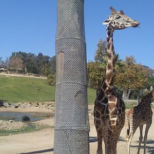 Giraffes