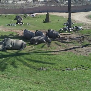 Southern white rhinoceroses
