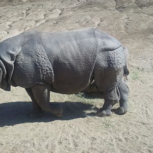 Indian rhinoceros