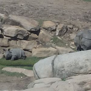 2-month-old Indian rhinoceros calf
