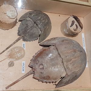 Horseshoe crab-display in the Public Marine Lab