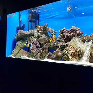 Aquariums in the Public Marine Lab