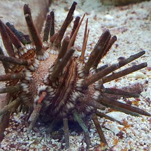 Slate pencil urchin