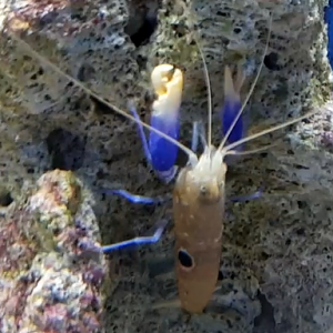 Bullseye pistol shrimp - Alpheus soror