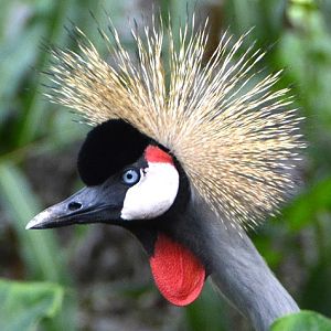 Crowned crane portrait