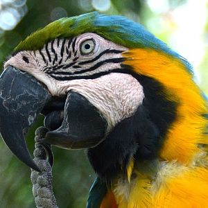 Blue & Yellow macaw portrait