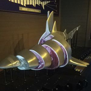 Shark Interpretive Material