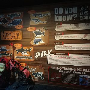 Shark Signage