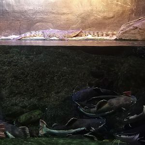 Chinese Alligators and Catfish Exhibit