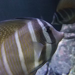 Sailfin Tang
