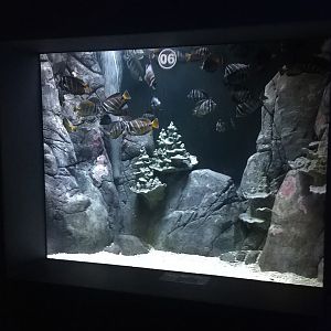 Angelfish Tank