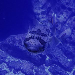 Porcupine Fish