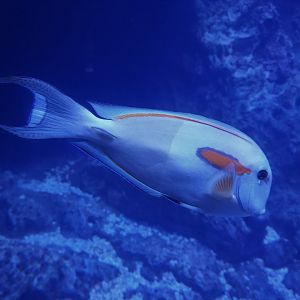 Orangespot Surgeon Fish