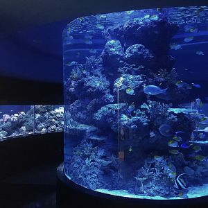 Reef Tanks