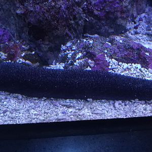 Black Sea Cucumber