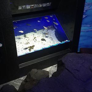 Boxfish Tank