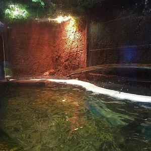 American River Otter Exhibit