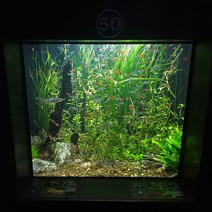 Rasbora Tank
