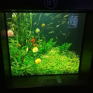 Discus Barb Gourami Tank
