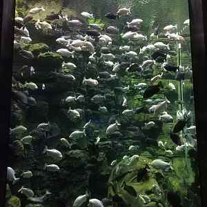 Black and White Fish Tank
