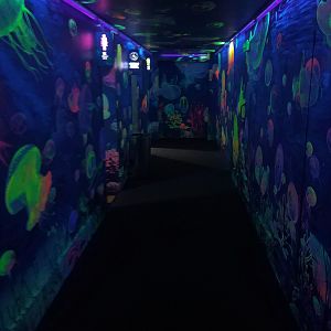 Jellyfish Corridor