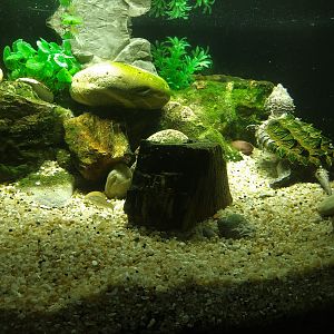 Alligator Snapping Turtle