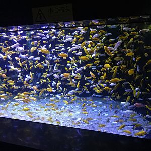 Yellow and White Fish Tank