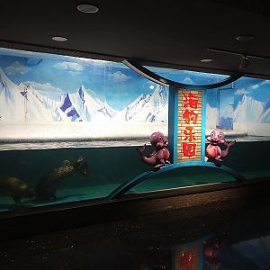 Spotted Seal Exhibit