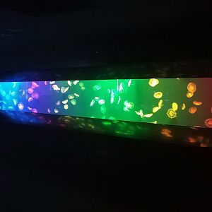 Rainbow Moon Jellyfish