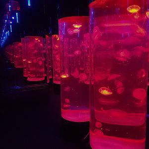 Infinite Jellies