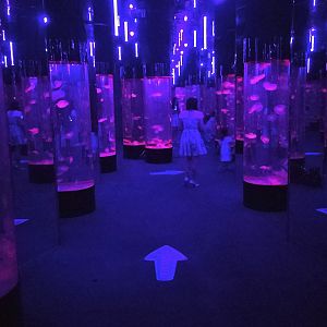 Hall of Jellyfish