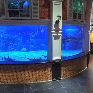 Shark 'Street' Exhibit