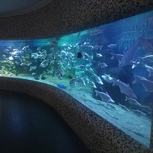 Siamese Shark Tank