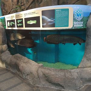 Arapaima Tank