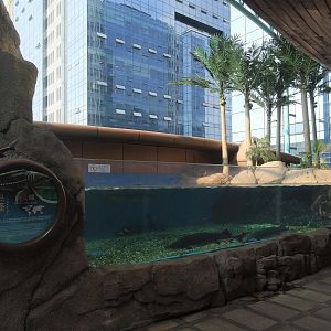 Chinese Sturgeon Tank