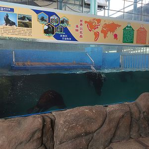 Australian Sea Lion Exhibit