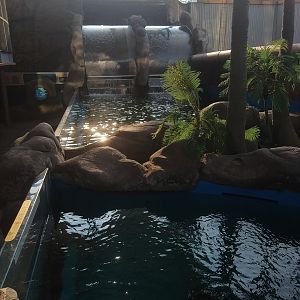 Sea Turtle Tank and Chinese Sturgeon Tank