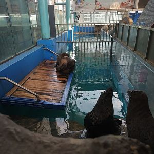 'Australian Sea Lions'