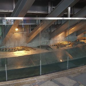 Crocodilian Exhibit