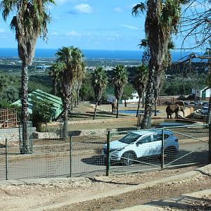 Elephant Complex - Oct 2019