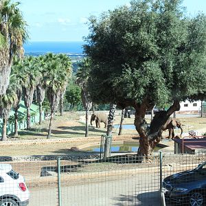 Elephant Complex - Oct 2019