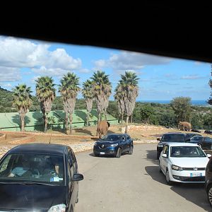 Elephant Complex - Oct 2019