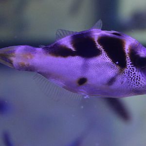 Paraluteres prionurus