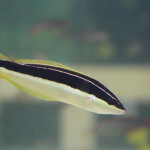 Comb wrasse - Coris picta