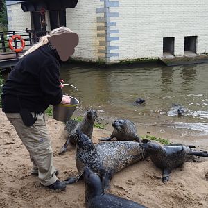 Keeper feeding Eastern Atlantic harbor seals (Phoca vitulina vitulina, 2019-10-04