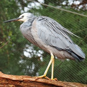 White-faced Heron (Egretta novaehollandiae), 2019-10-04