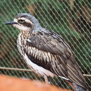 Bush stone-curlew (Burhinus grallarius), 2019-10-04