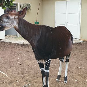 Okapi