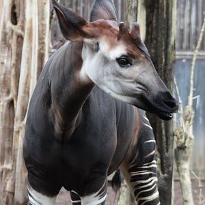 Okapi